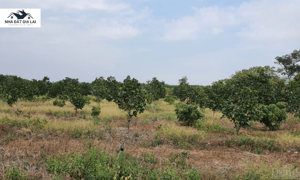 Phân tích thị trường đất Gia Lai