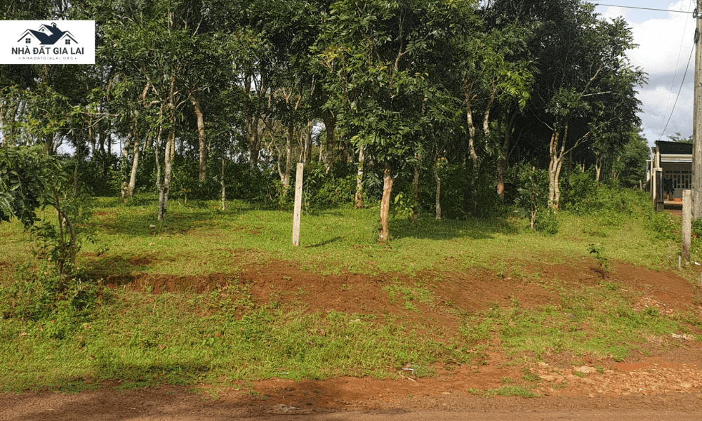 Tiềm năng Gia Lai trong giai đoạn 2026 trở đi