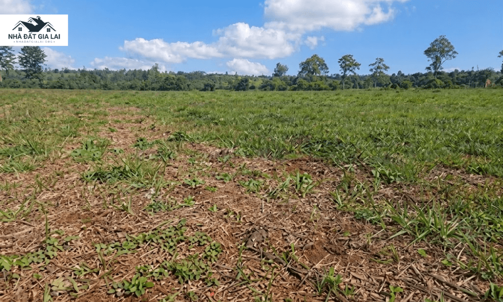 Khu vực Ia Grai và Đăk Đoa